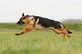 BERGER ALLEMAND 1108